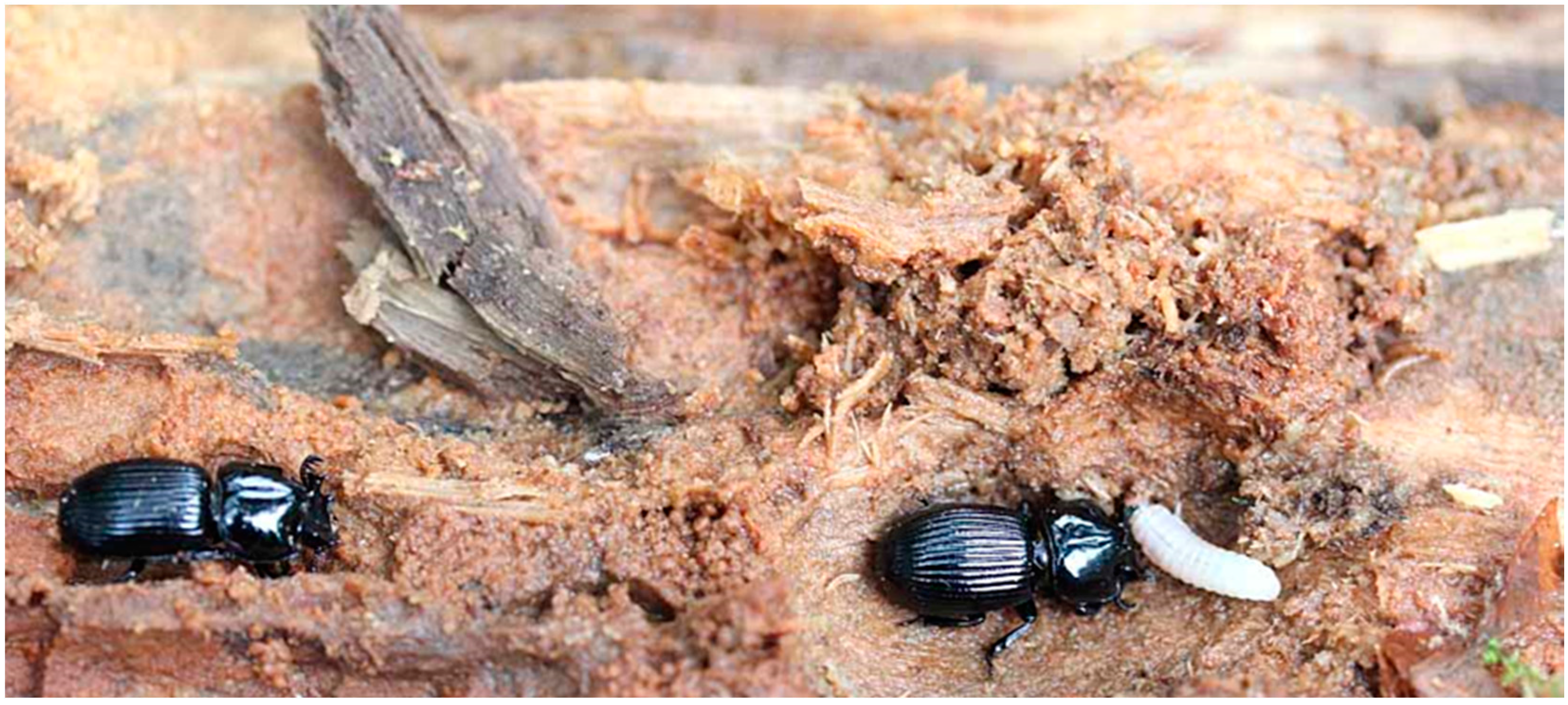 Insects 07 00018 g001