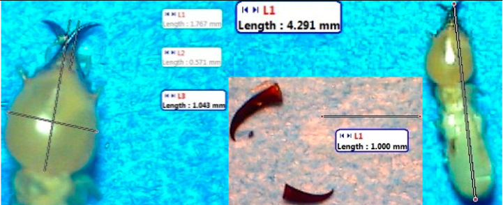 Insects 07 00020 i001