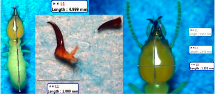 Insects 07 00020 i002