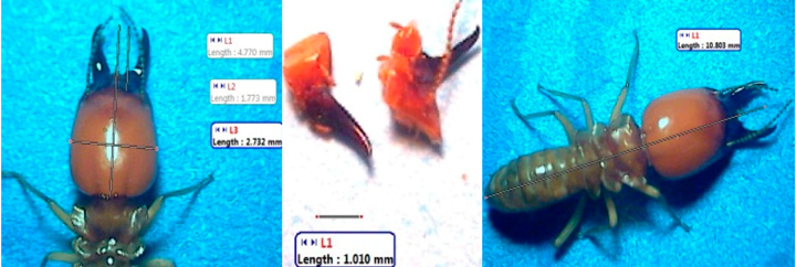 Insects 07 00020 i005