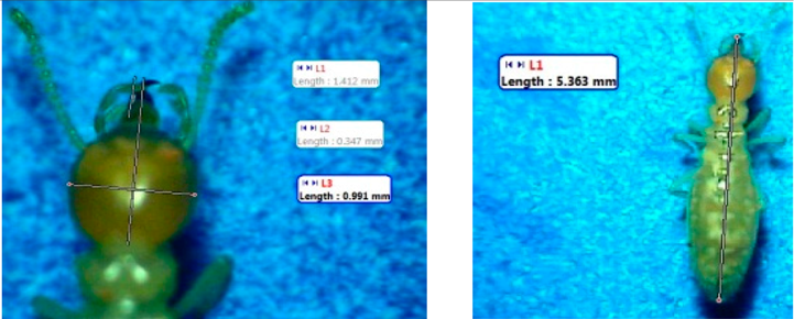 Insects 07 00020 i007