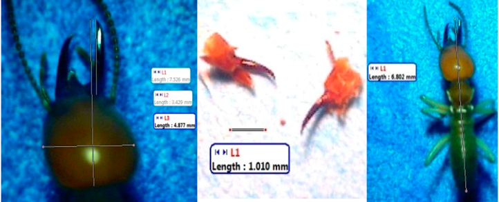 Insects 07 00020 i008