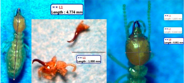 Insects 07 00020 i009