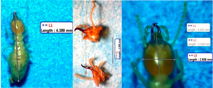 Insects 07 00020 i011