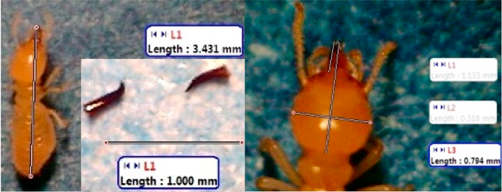 Insects 07 00020 i017