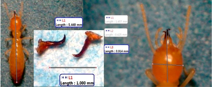 Insects 07 00020 i018