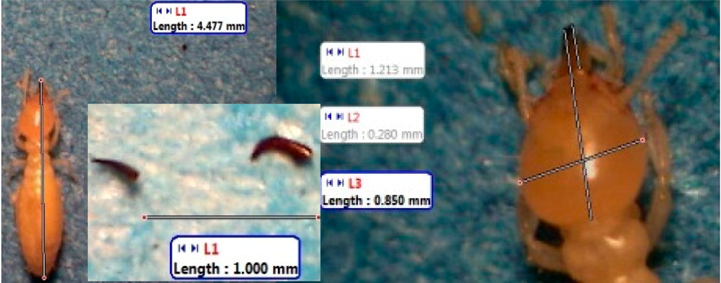 Insects 07 00020 i019