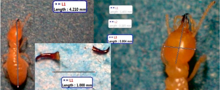 Insects 07 00020 i021