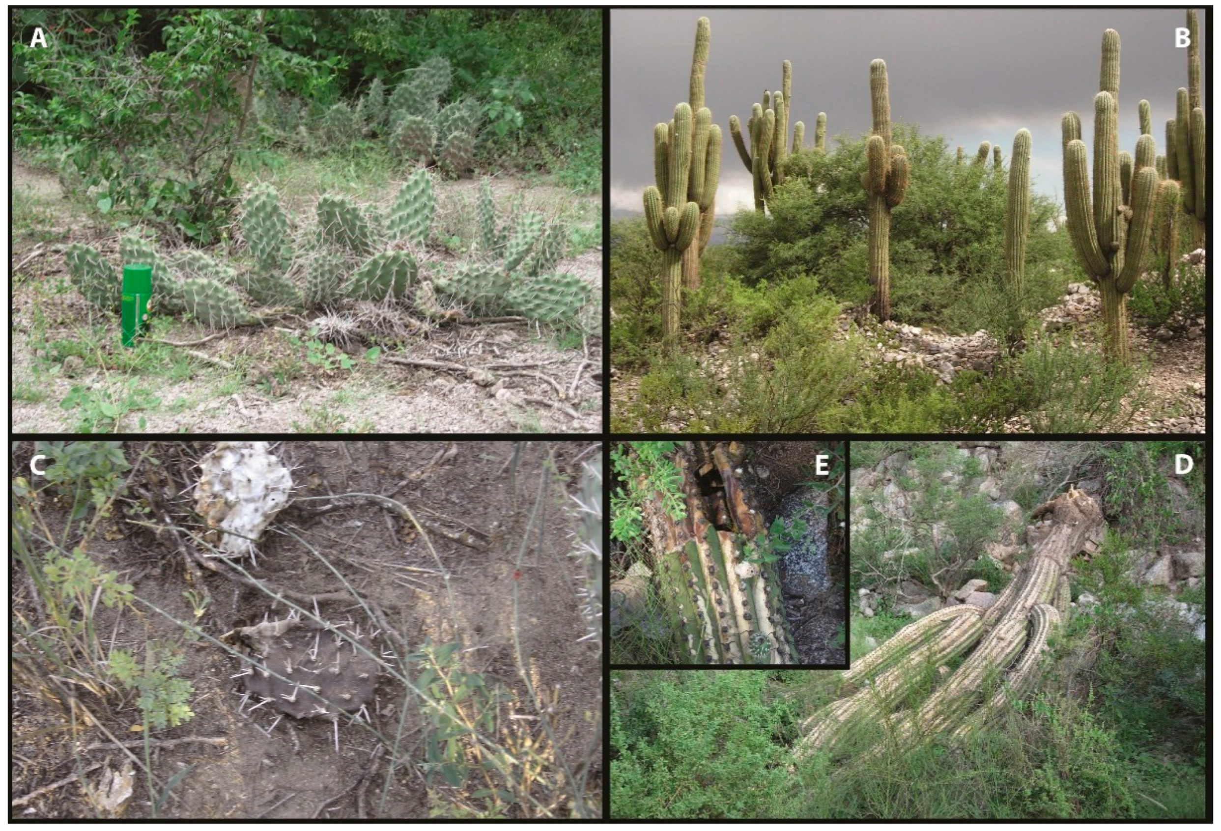 Insects 07 00021 g001