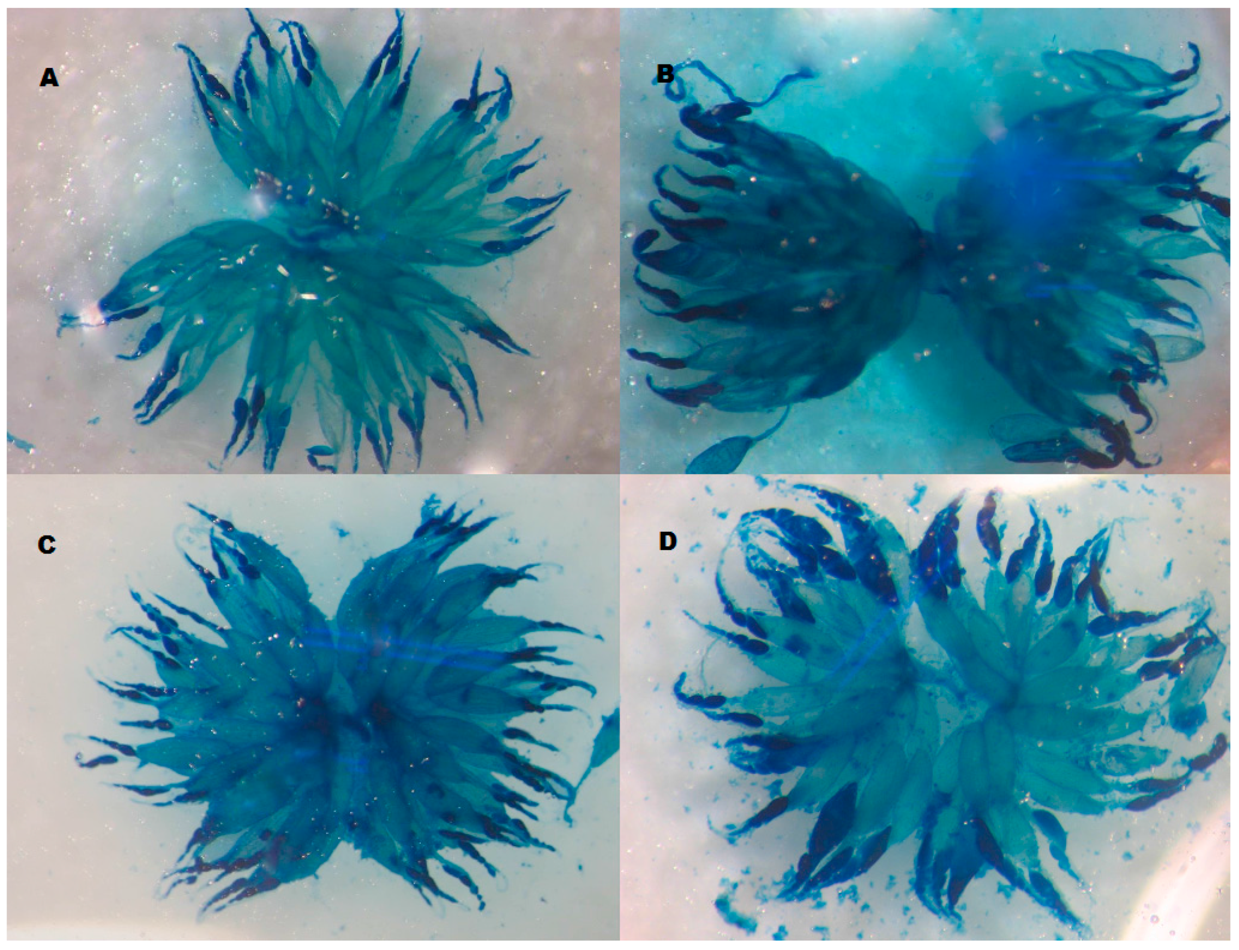 Insects 07 00021 g002