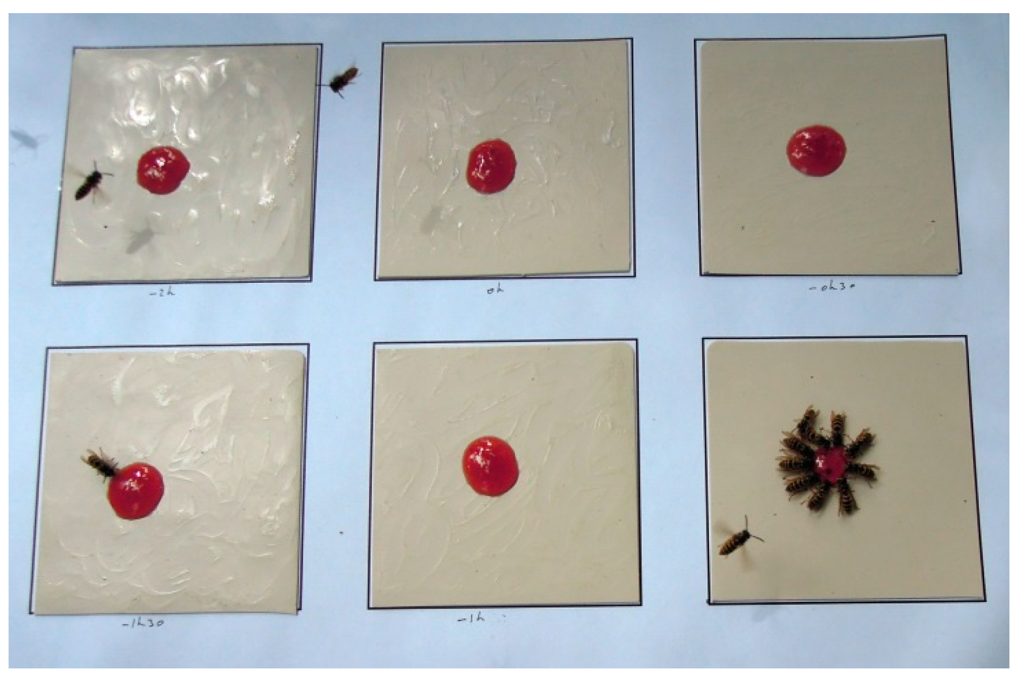 Insects 07 00022 g001