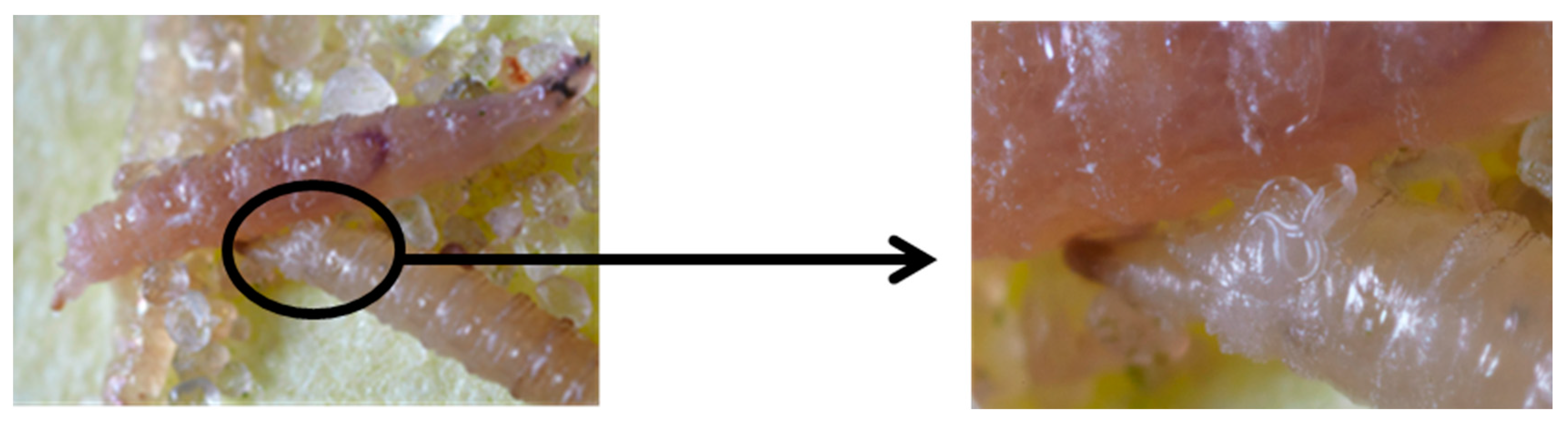 Insects 07 00024 g007