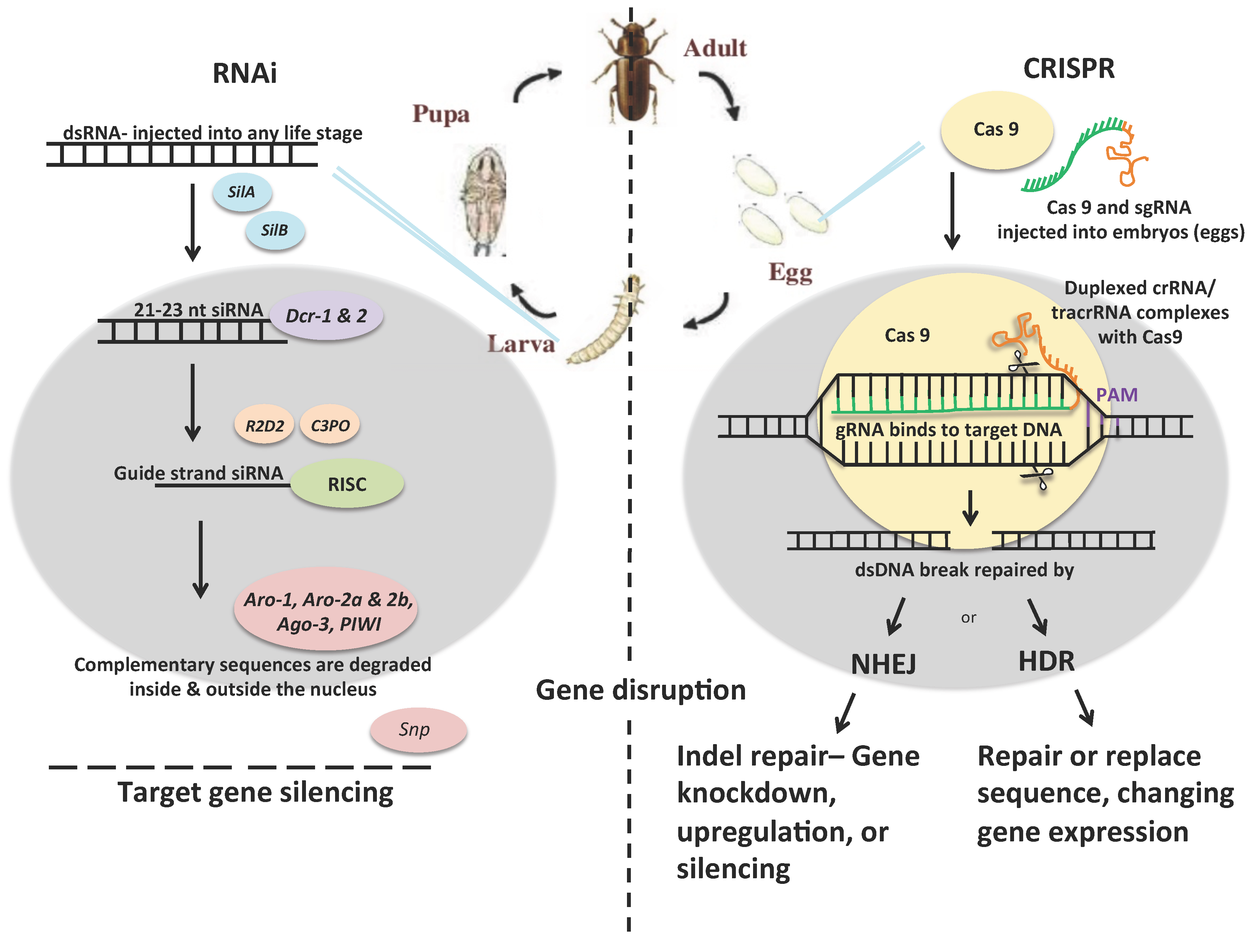 Insects 07 00046 g001