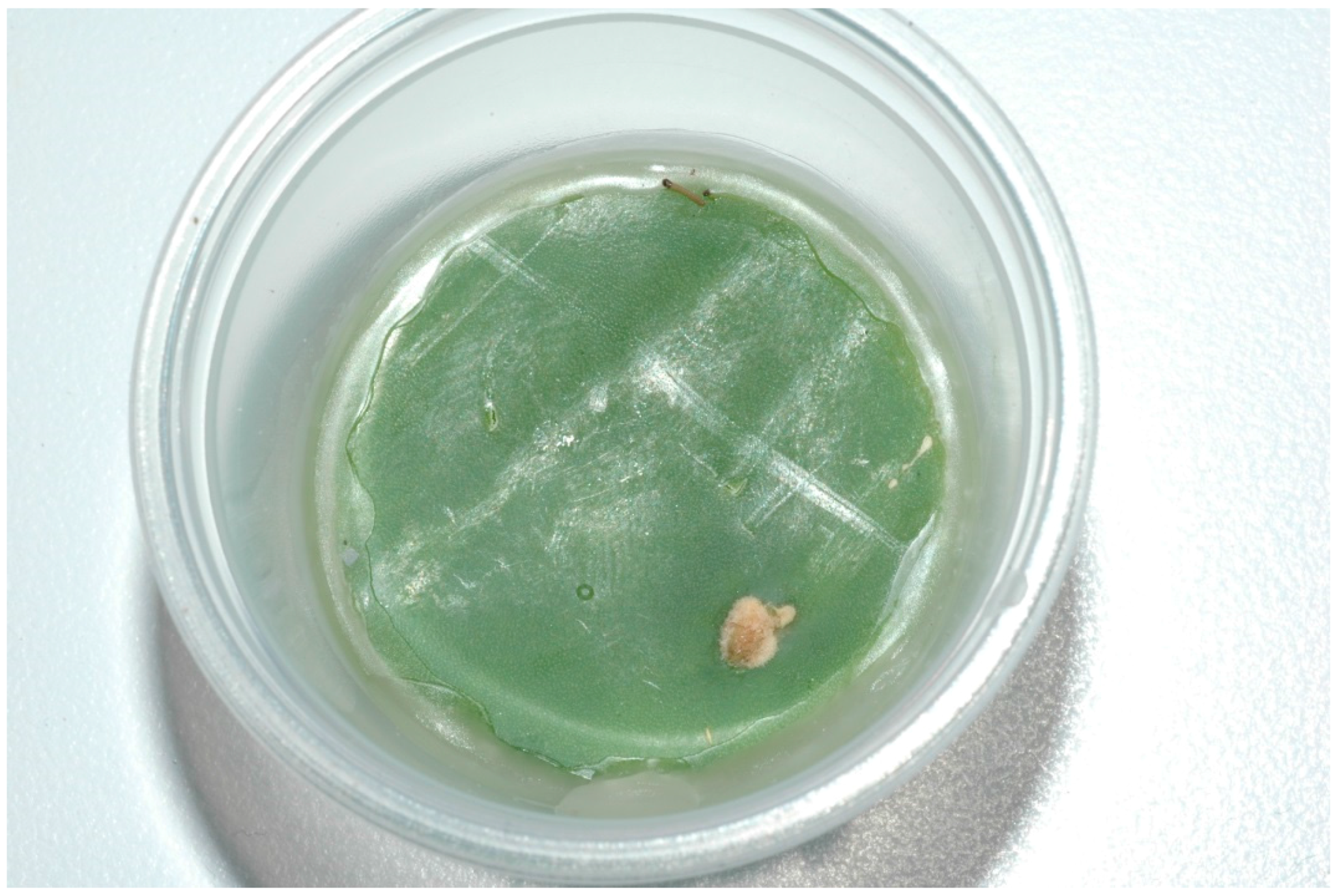 Insects 07 00059 g002