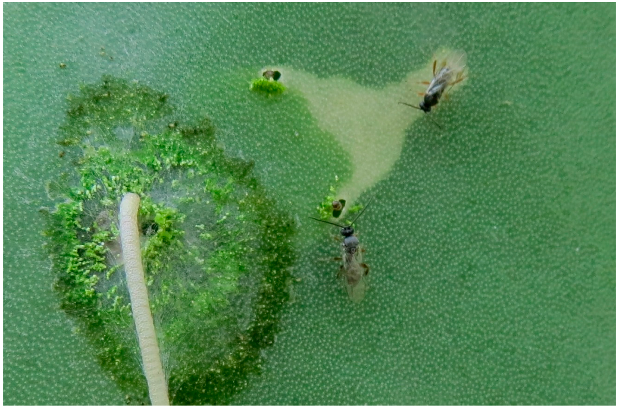 Insects 07 00059 g010