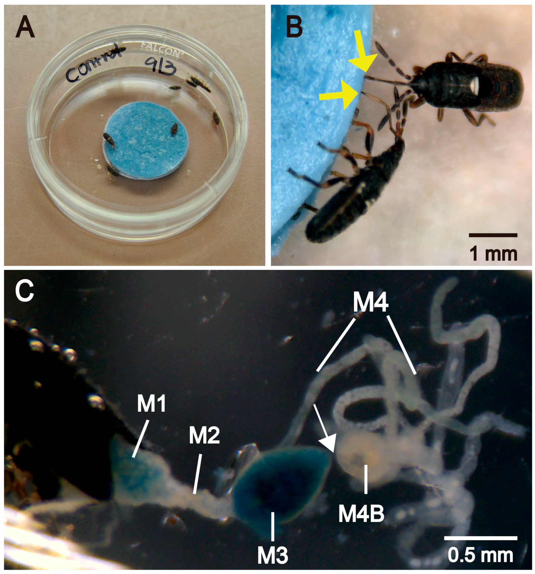 Insects 07 00061 g001