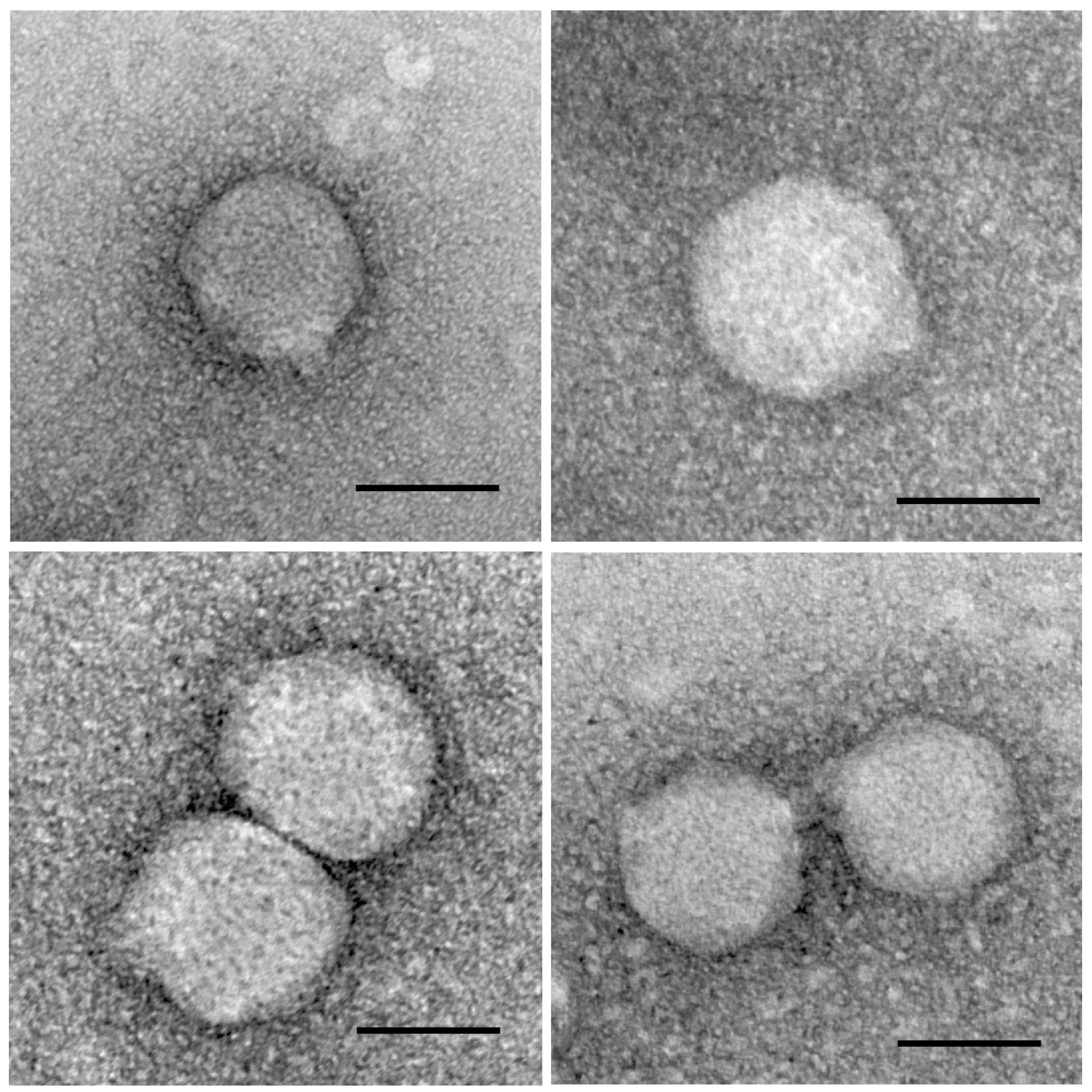 Insects 07 00061 g005