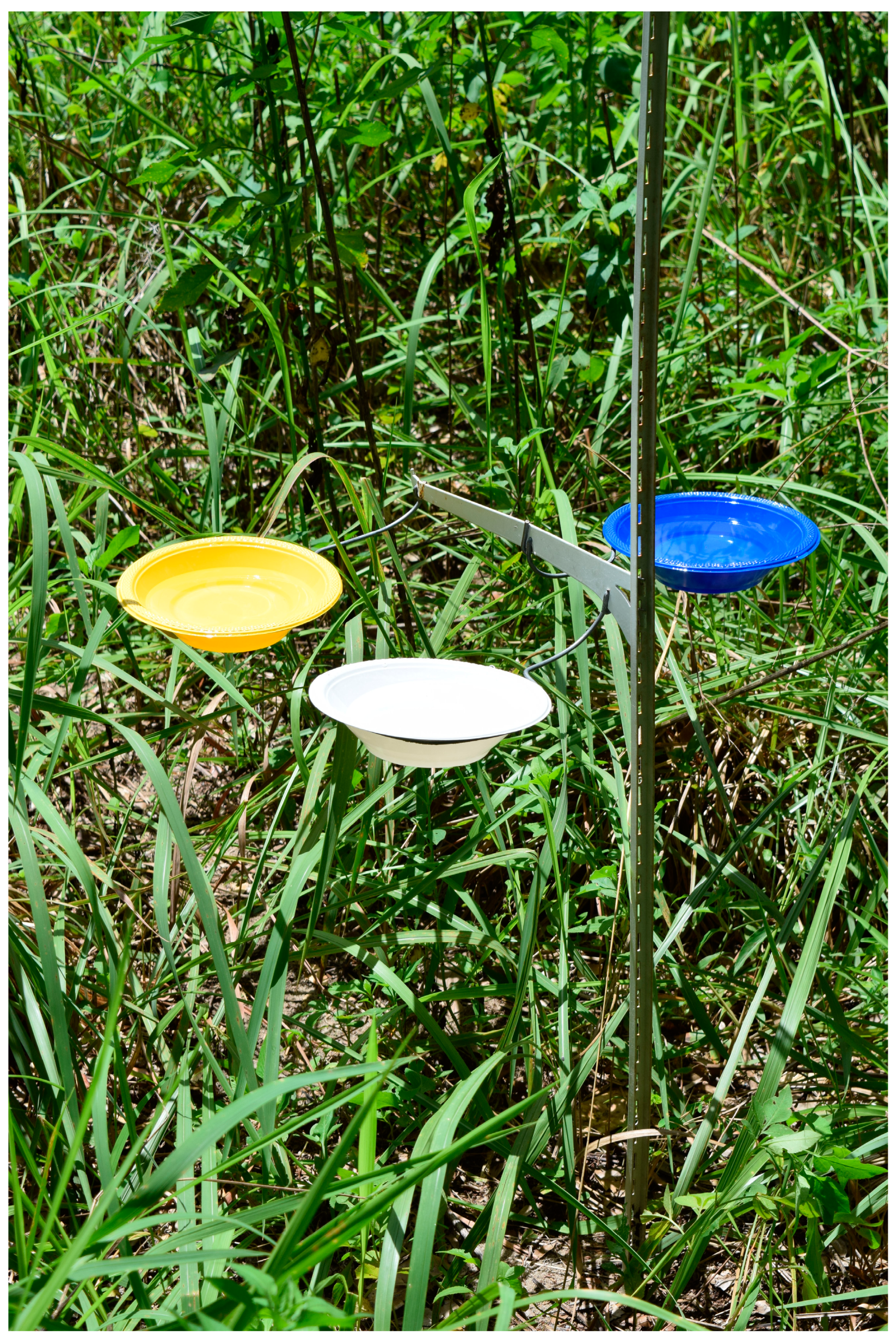 Insects 07 00062 g001