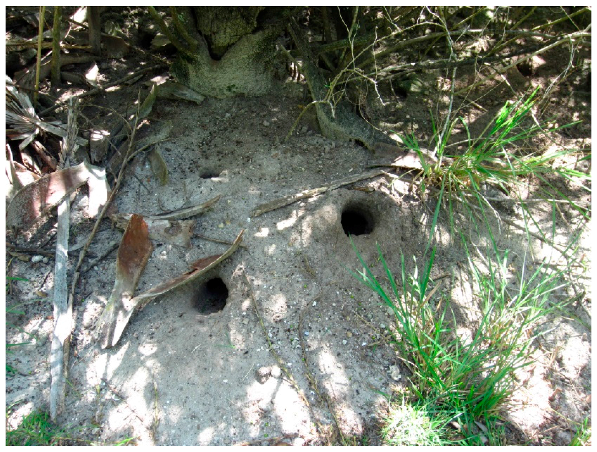 Insects 07 00065 g003