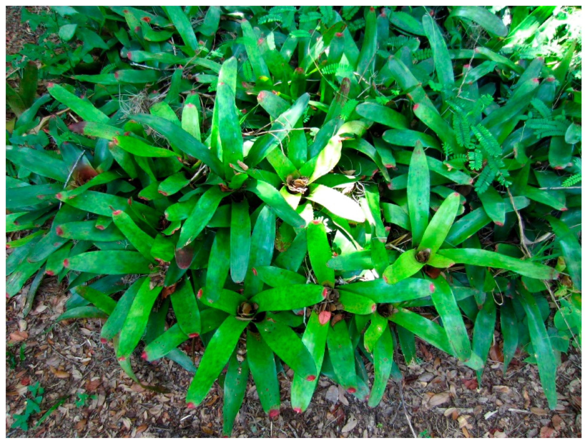 Insects 07 00065 g004