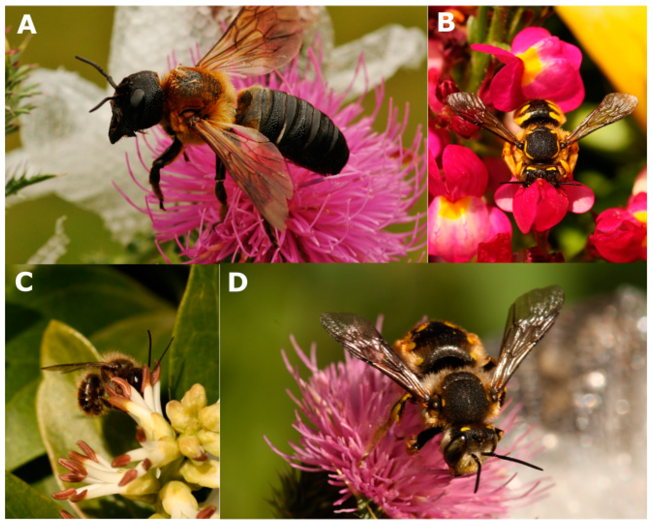 Insects 07 00069 g001