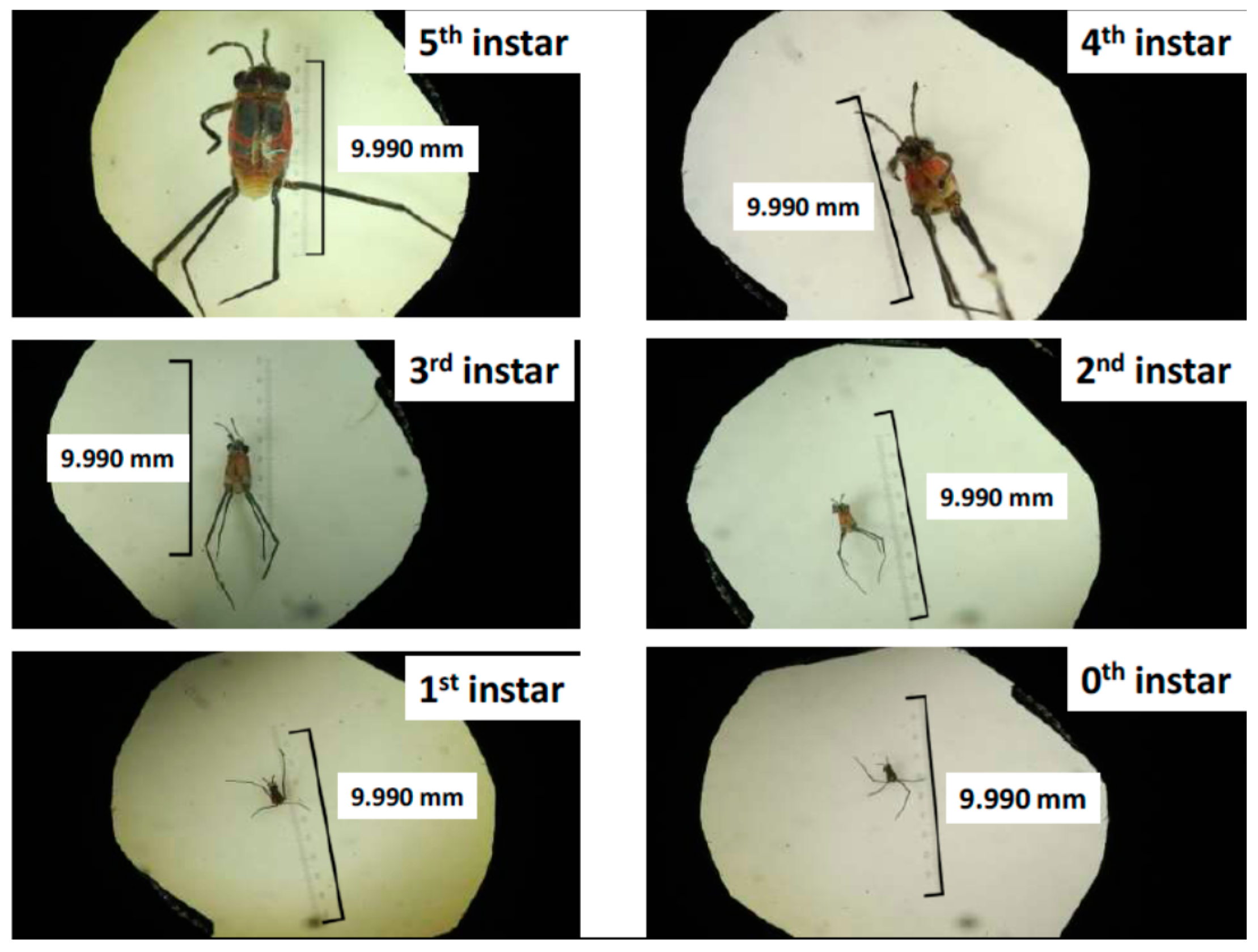 Insects 07 00073 g001