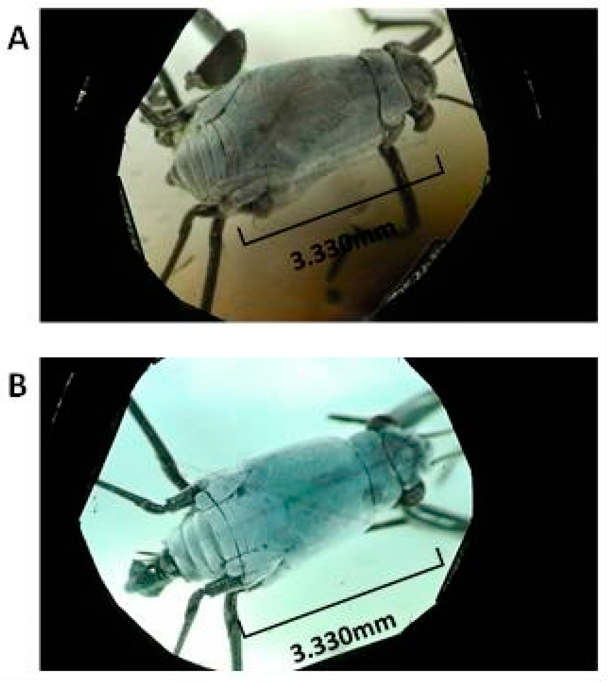 Insects 07 00073 g002