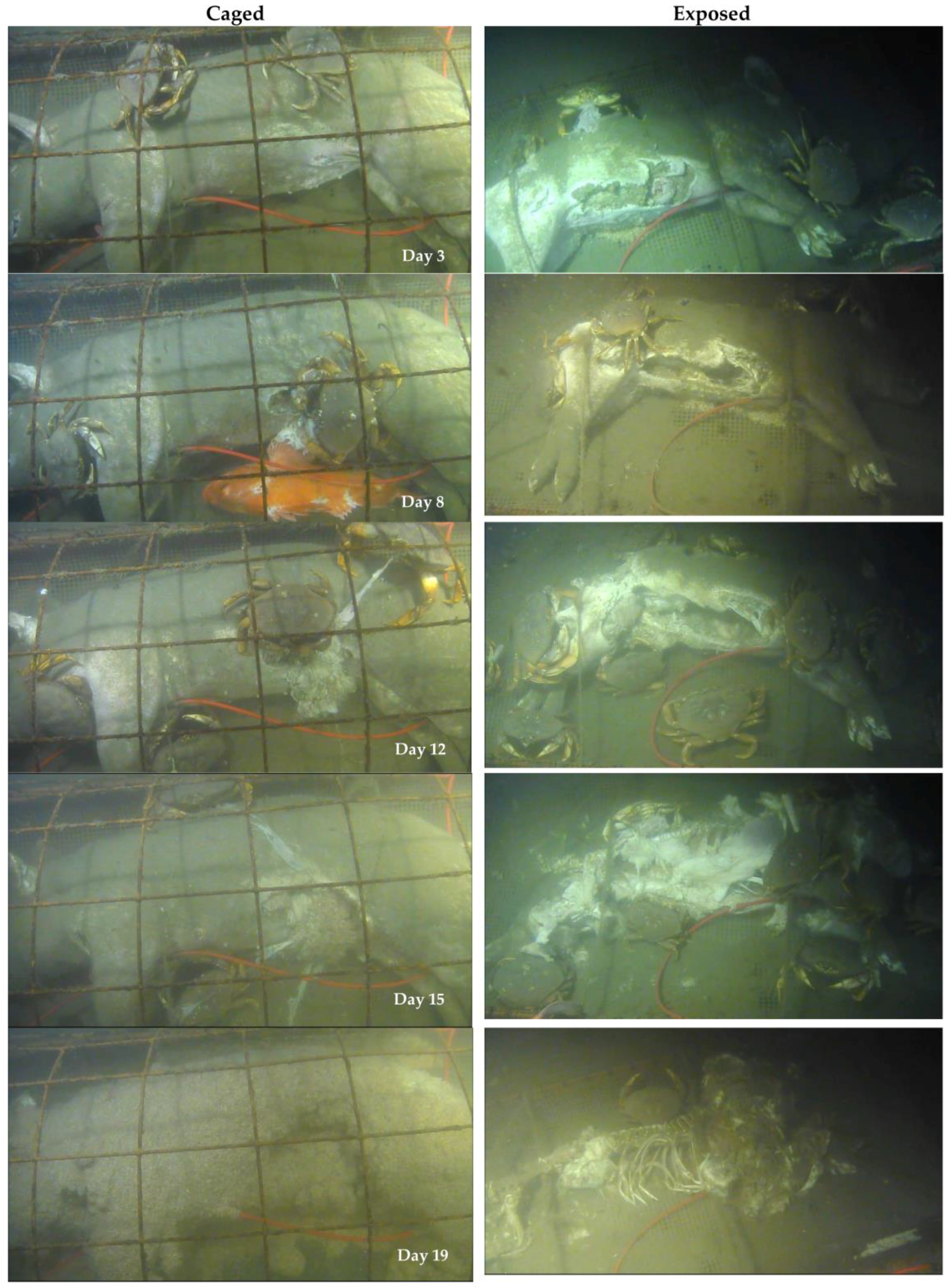 Insects 08 00033 g003