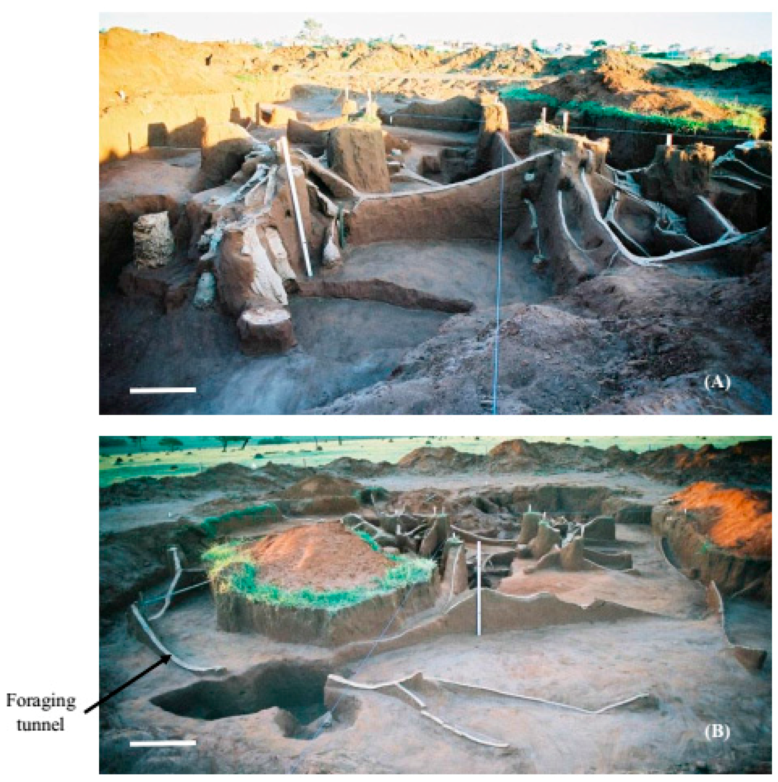 Insects 08 00039 g002