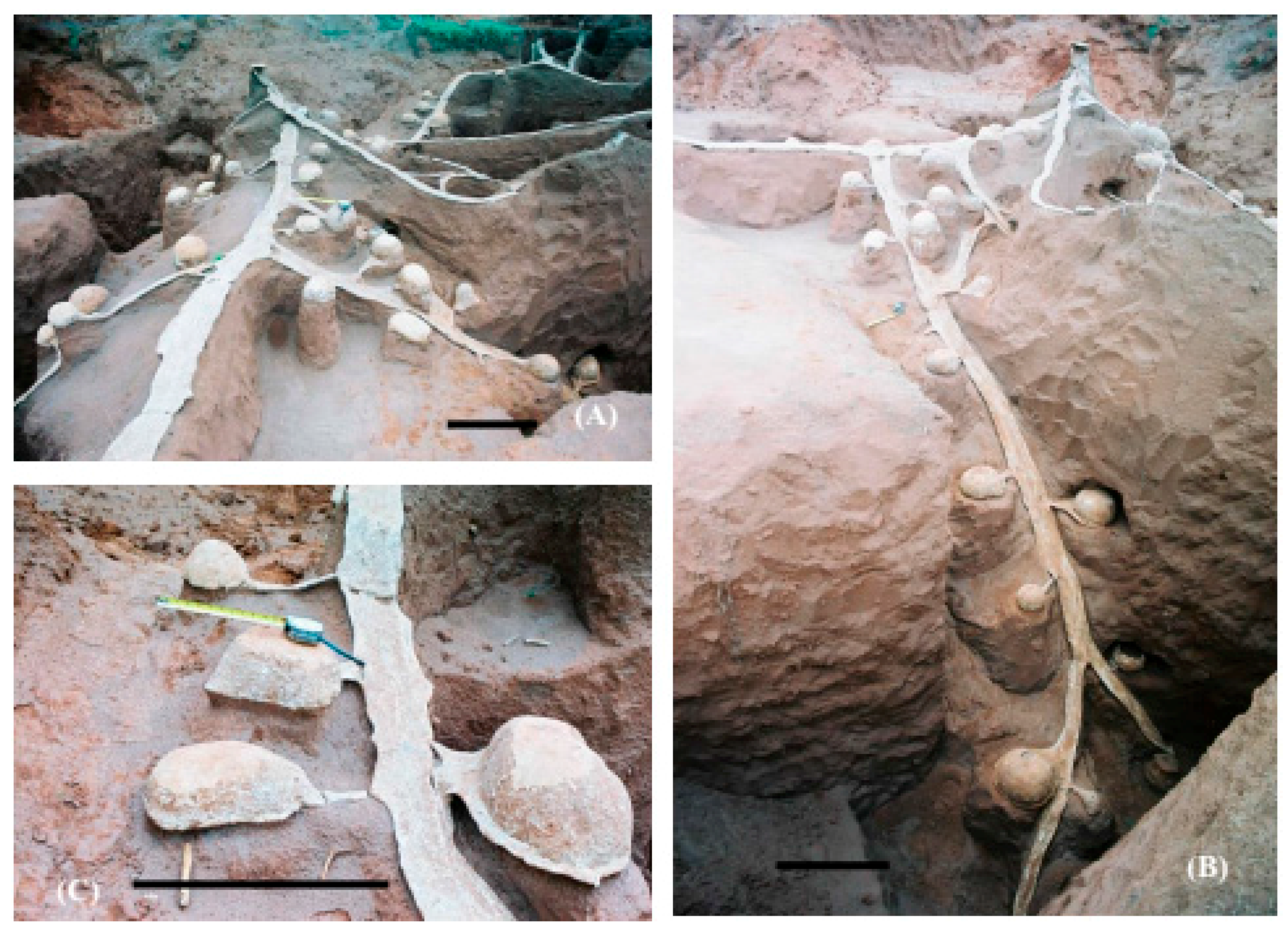 Insects 08 00039 g004