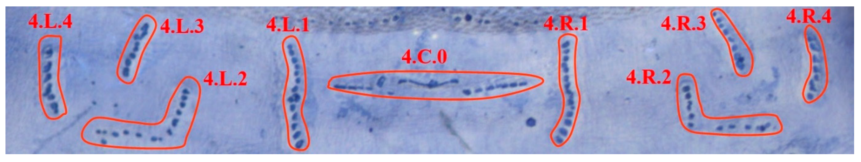 Insects 08 00052 g004