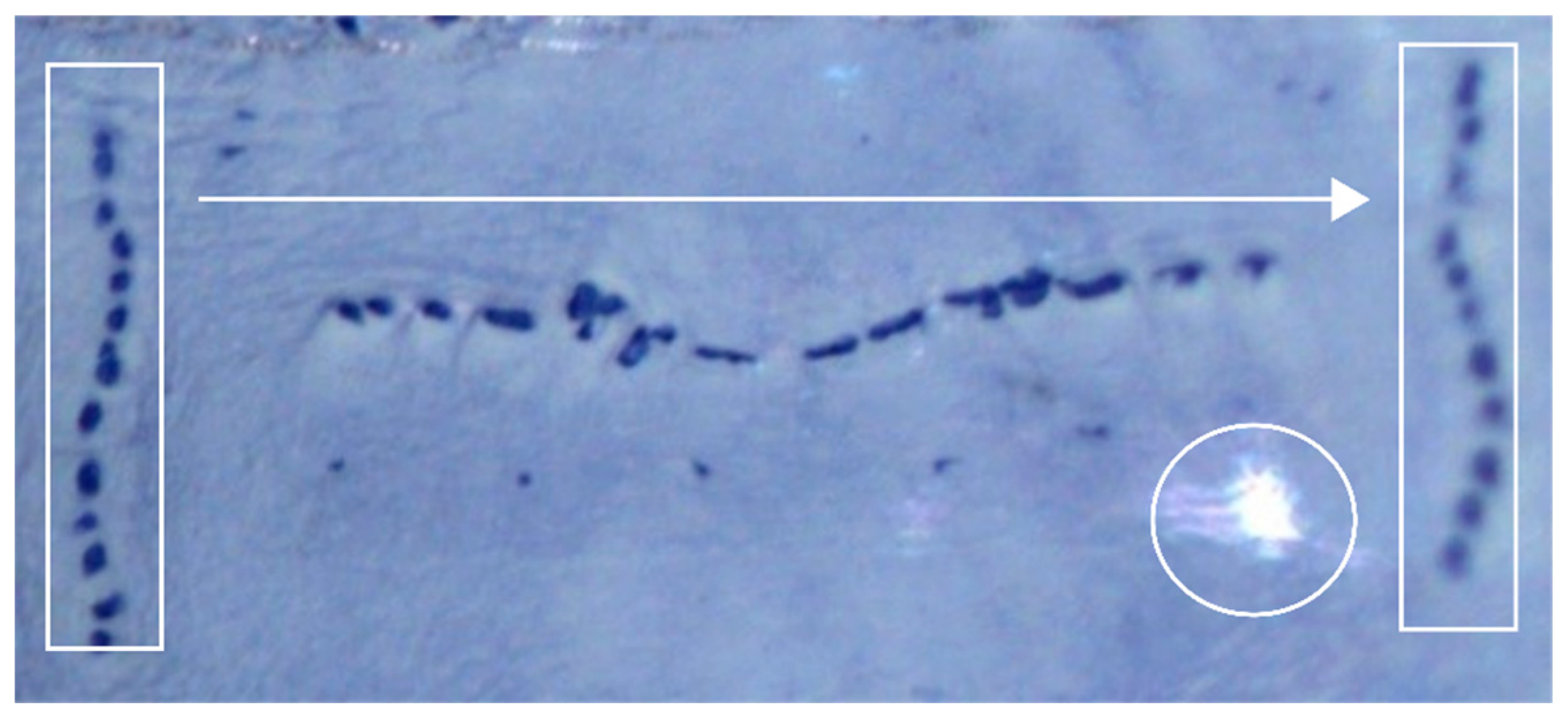 Insects 08 00052 g008