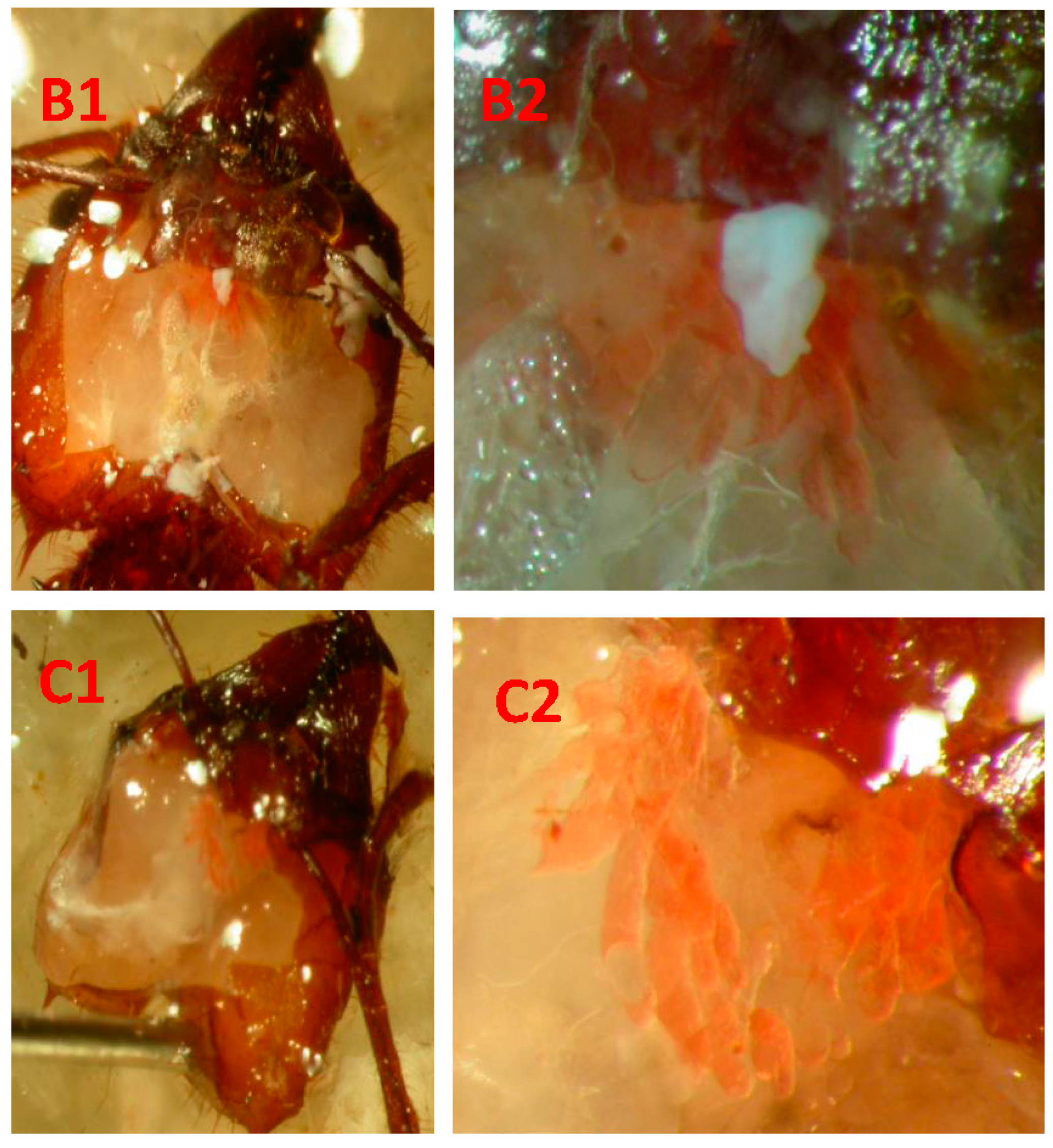 Insects 08 00059 g001b