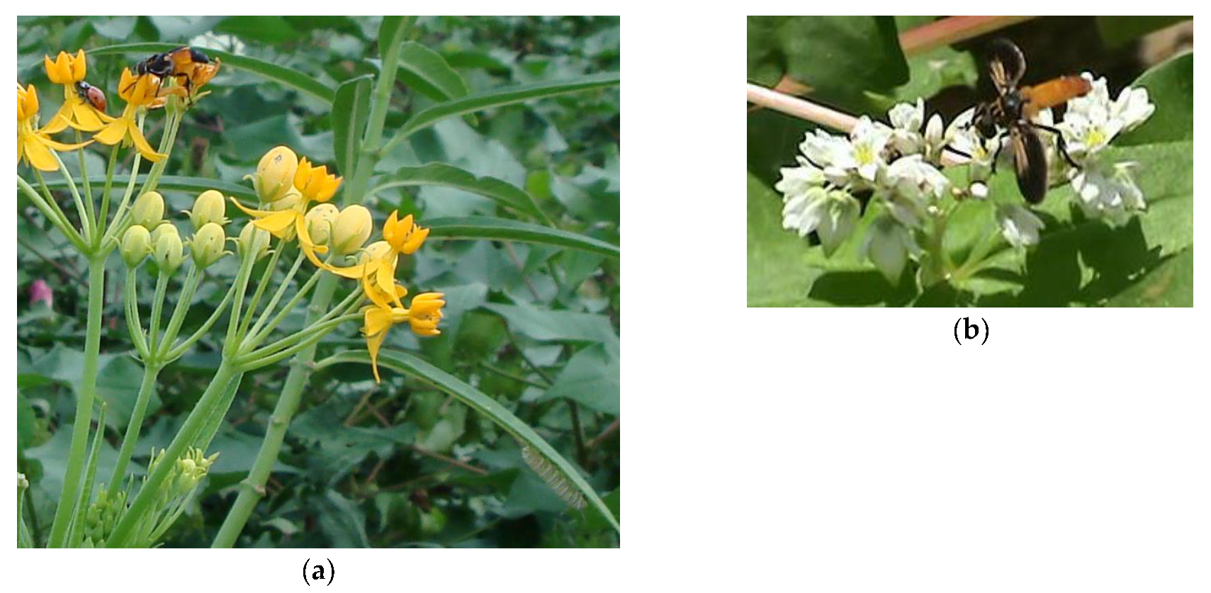 Insects 08 00065 g001