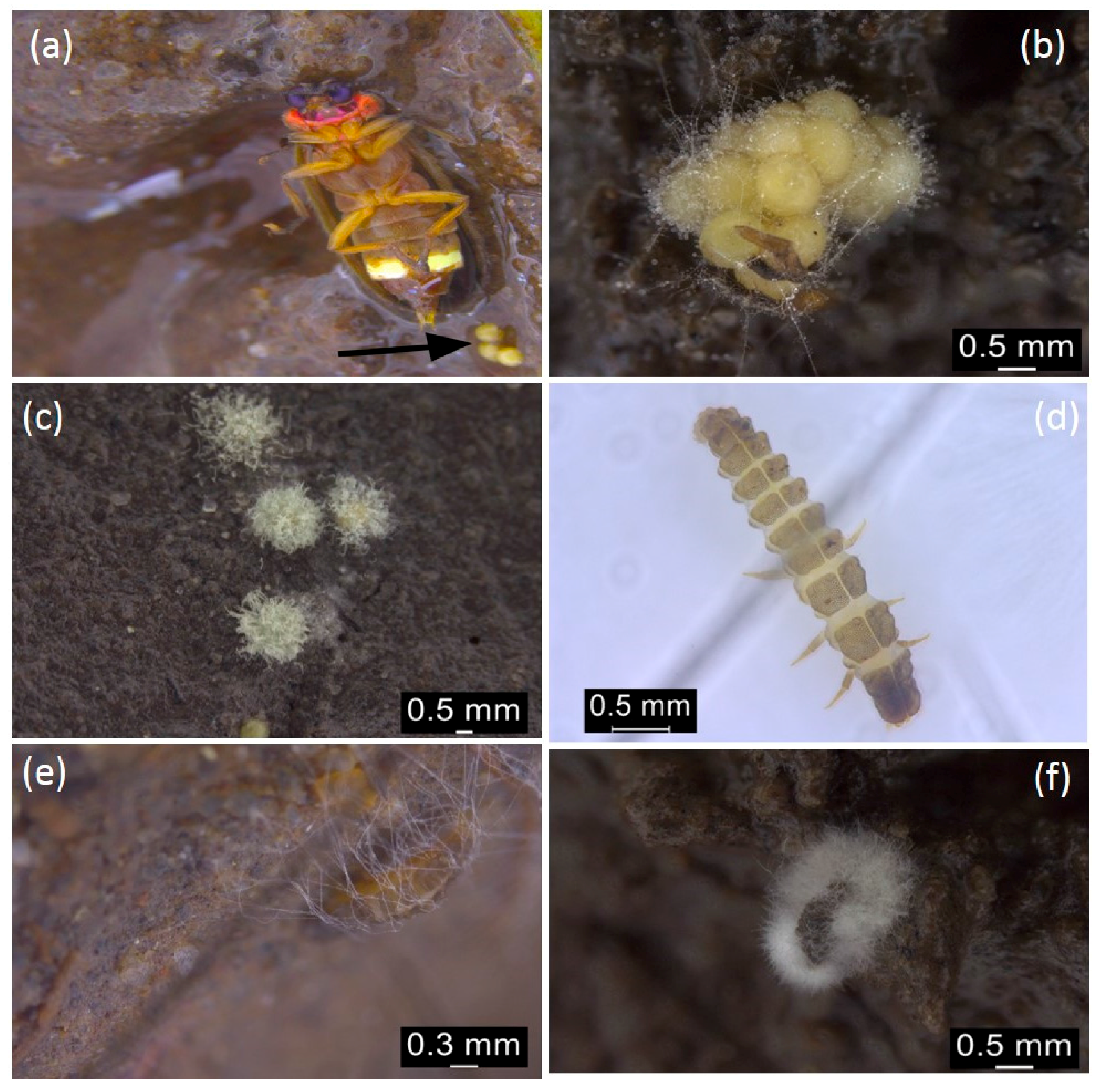 Insects 08 00066 g002