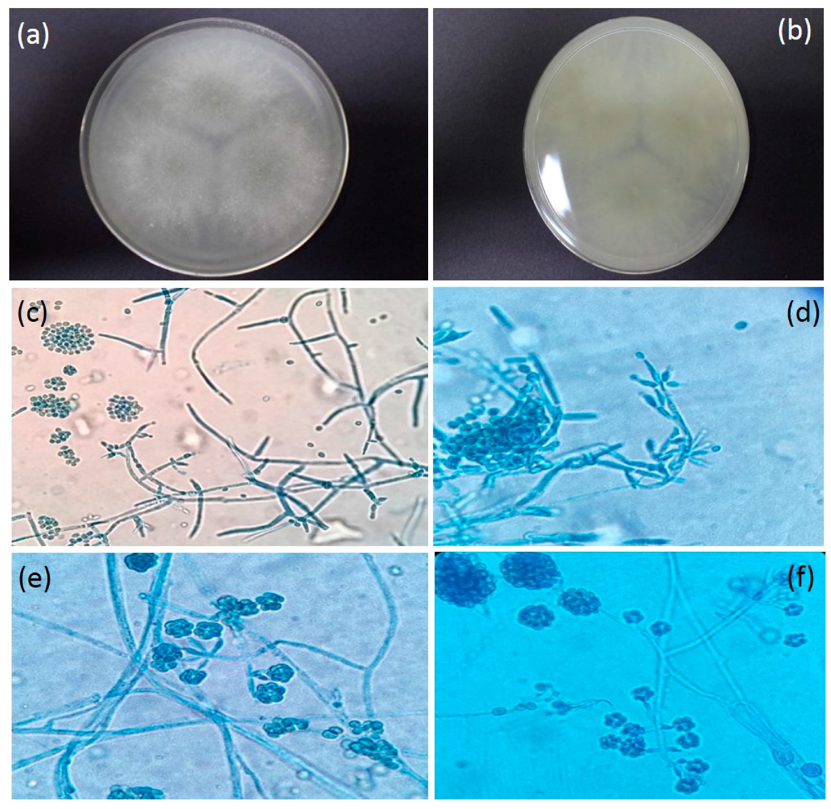 Insects 08 00066 g004