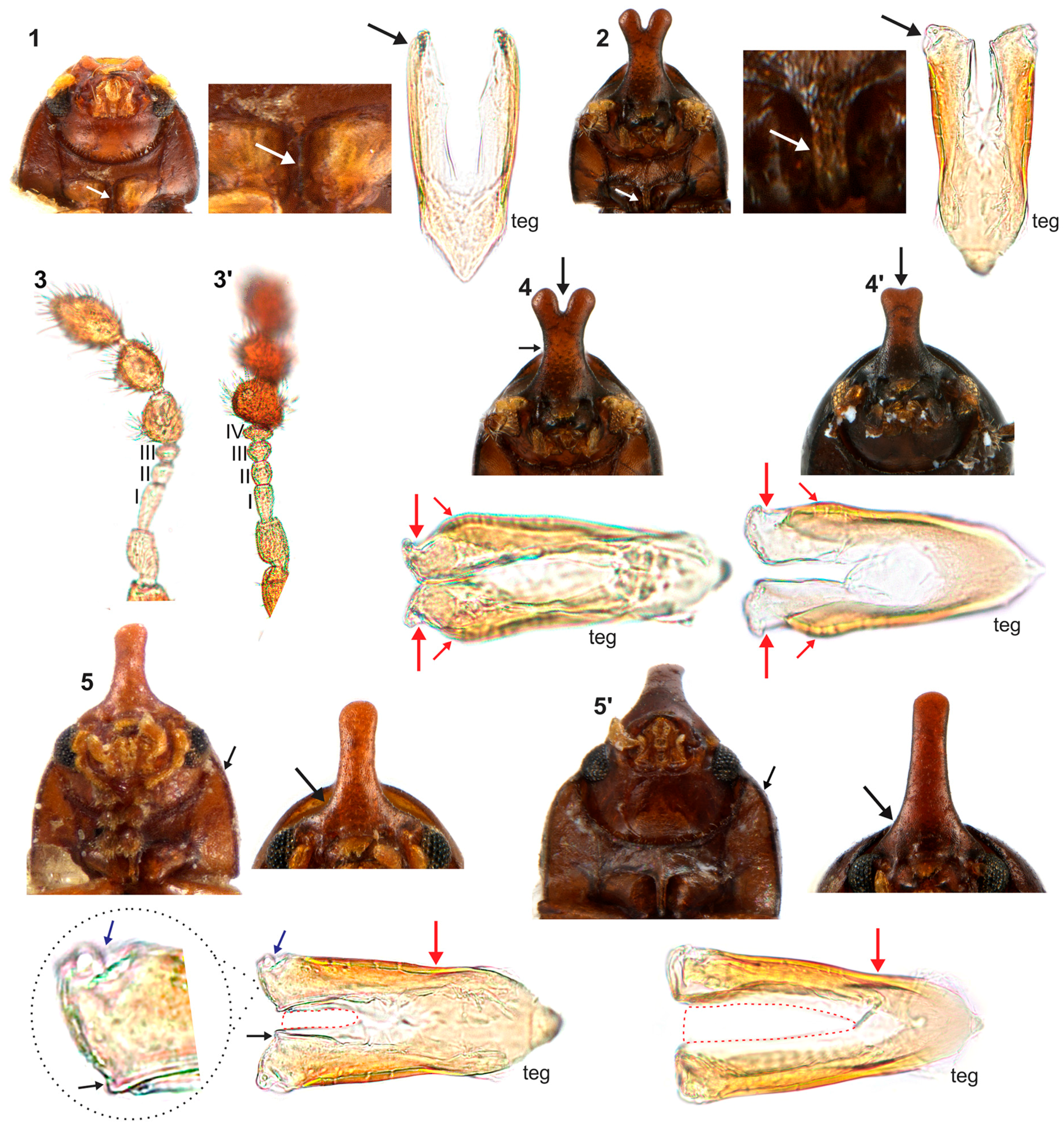 Insects 08 00070 g011