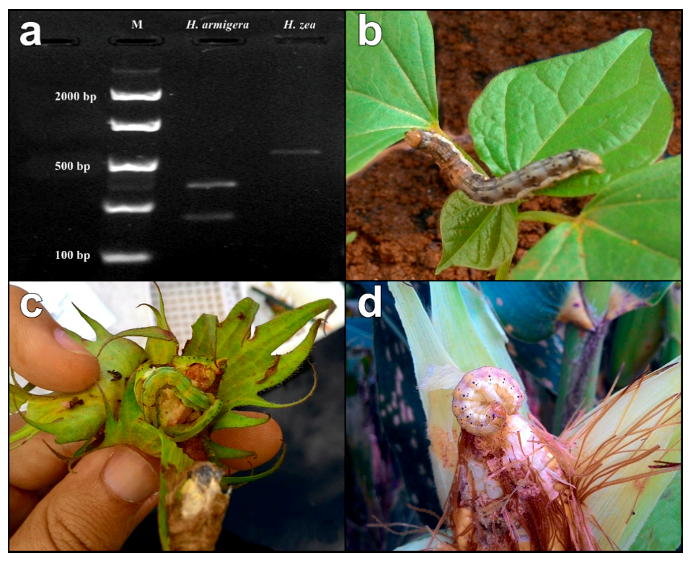 Insects 08 00087 g001