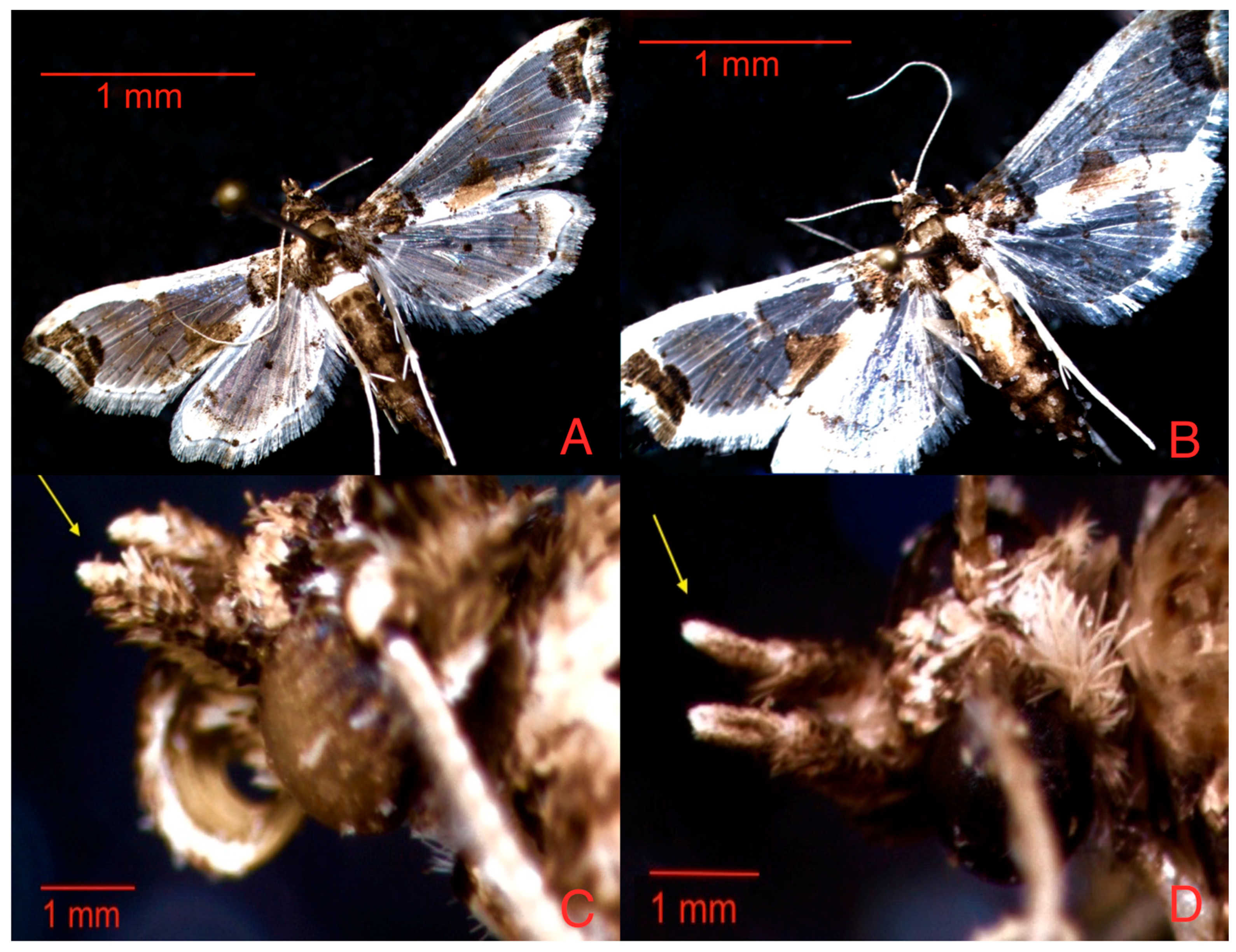 Insects 08 00091 g001