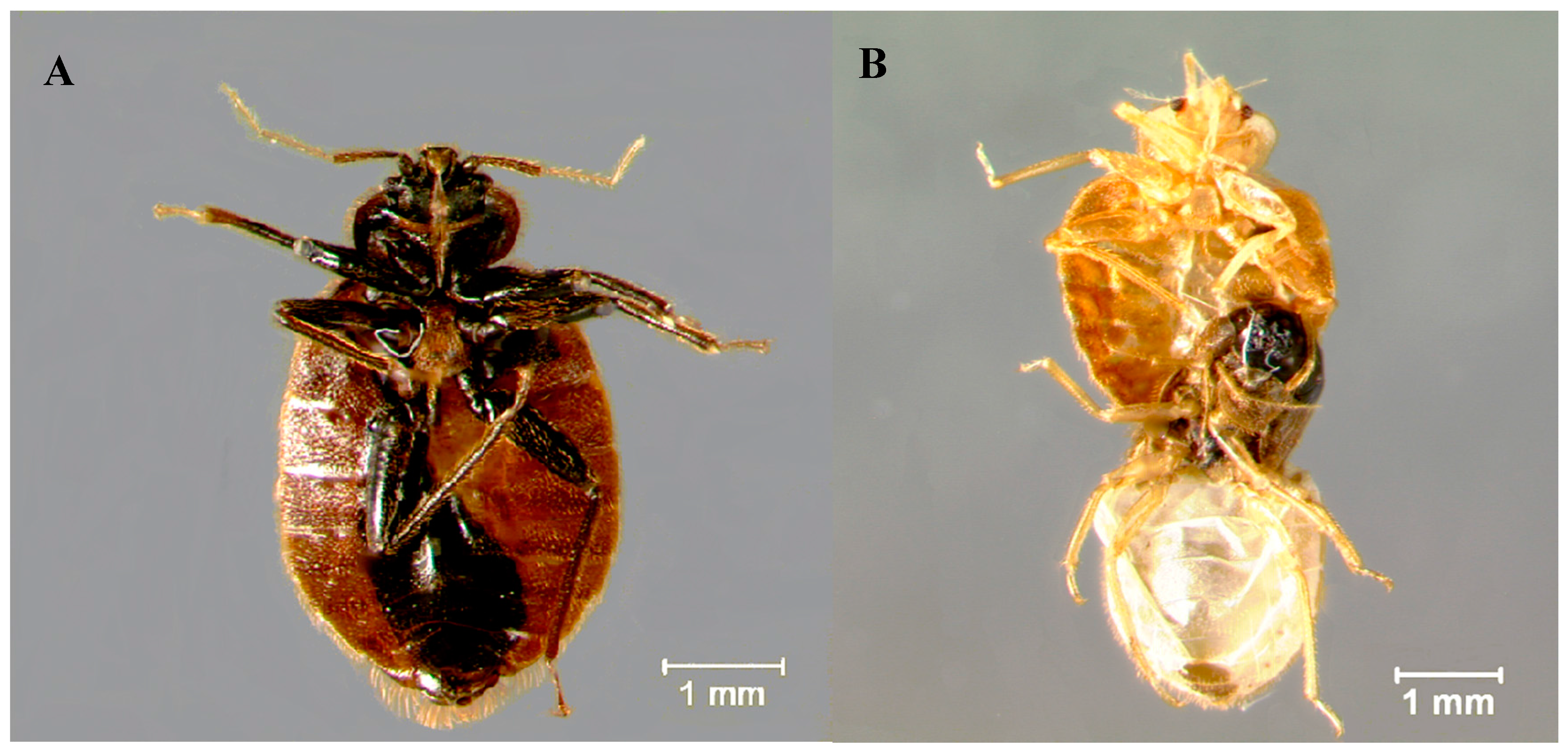 Insects 08 00094 g002a