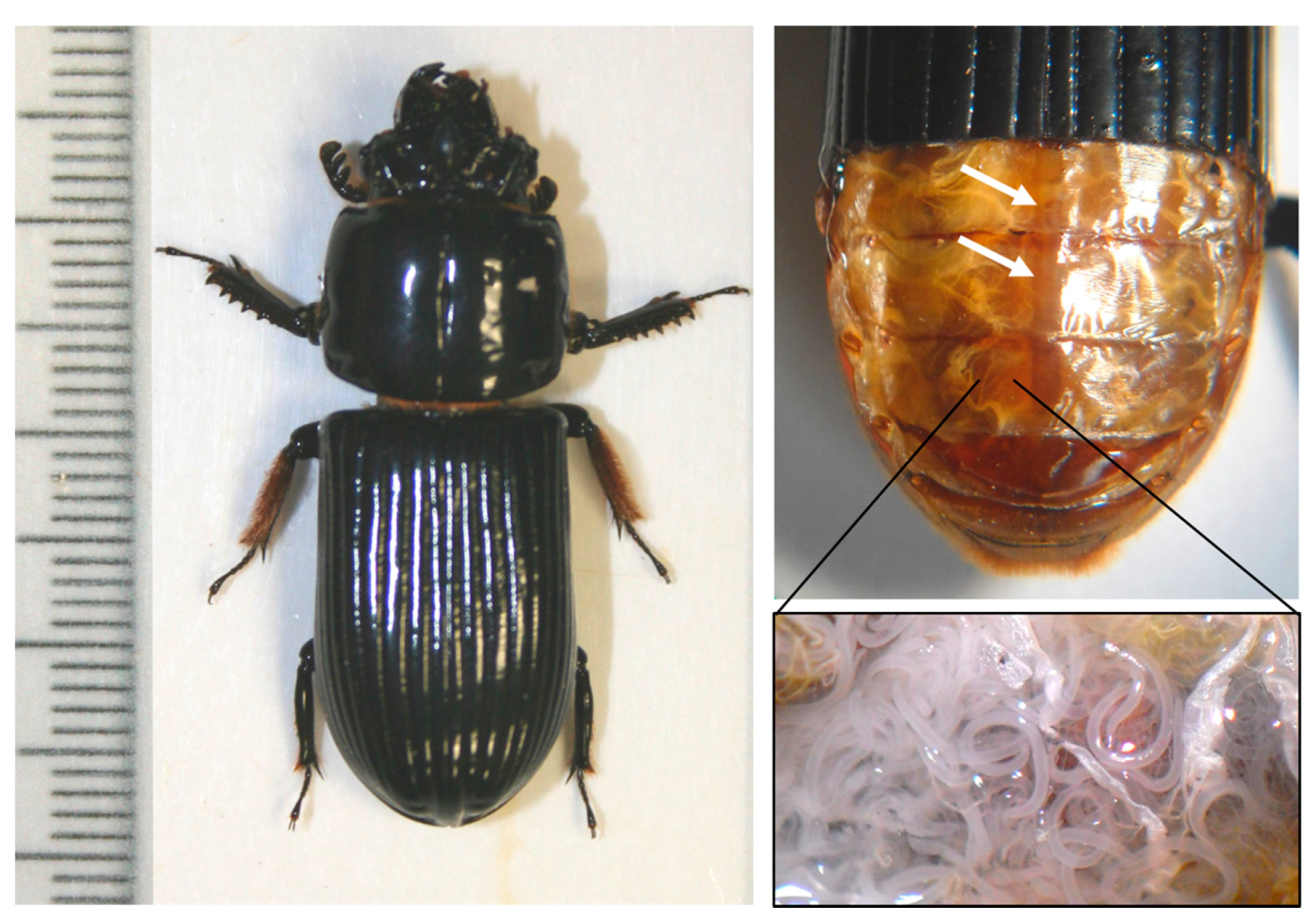 Insects 08 00110 g001