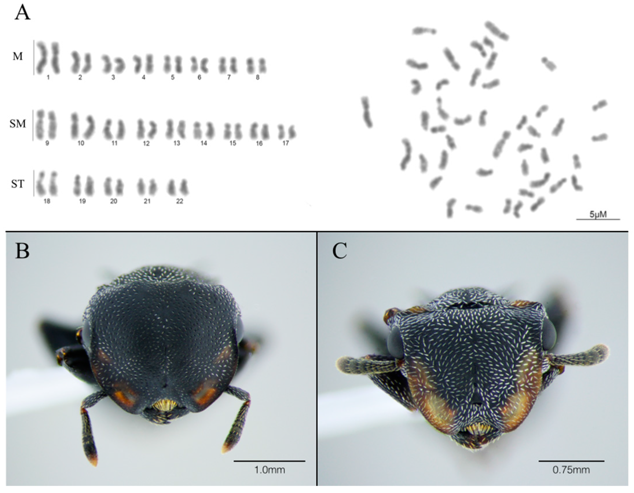 Insects 08 00114 g001