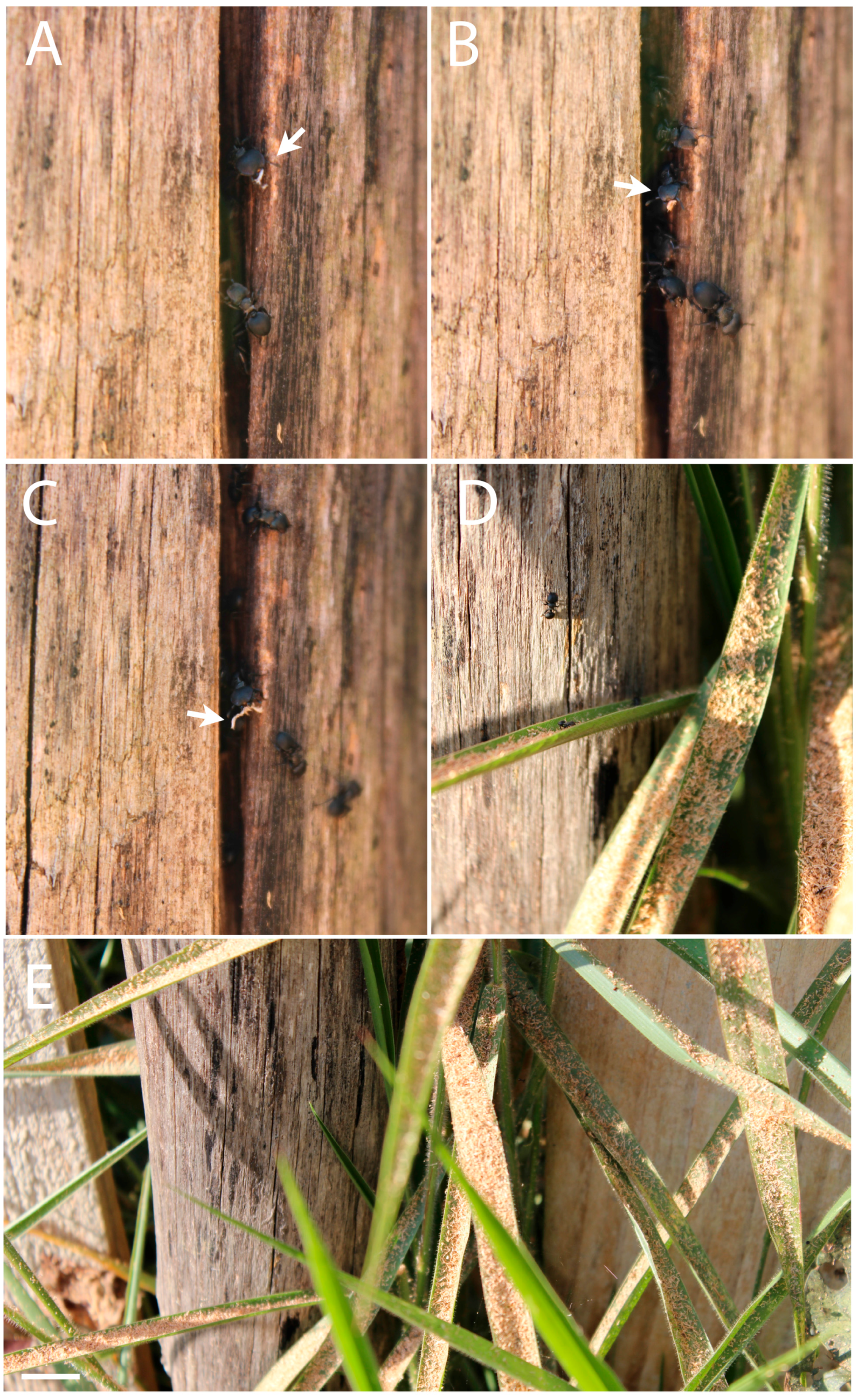 Insects 08 00114 g003