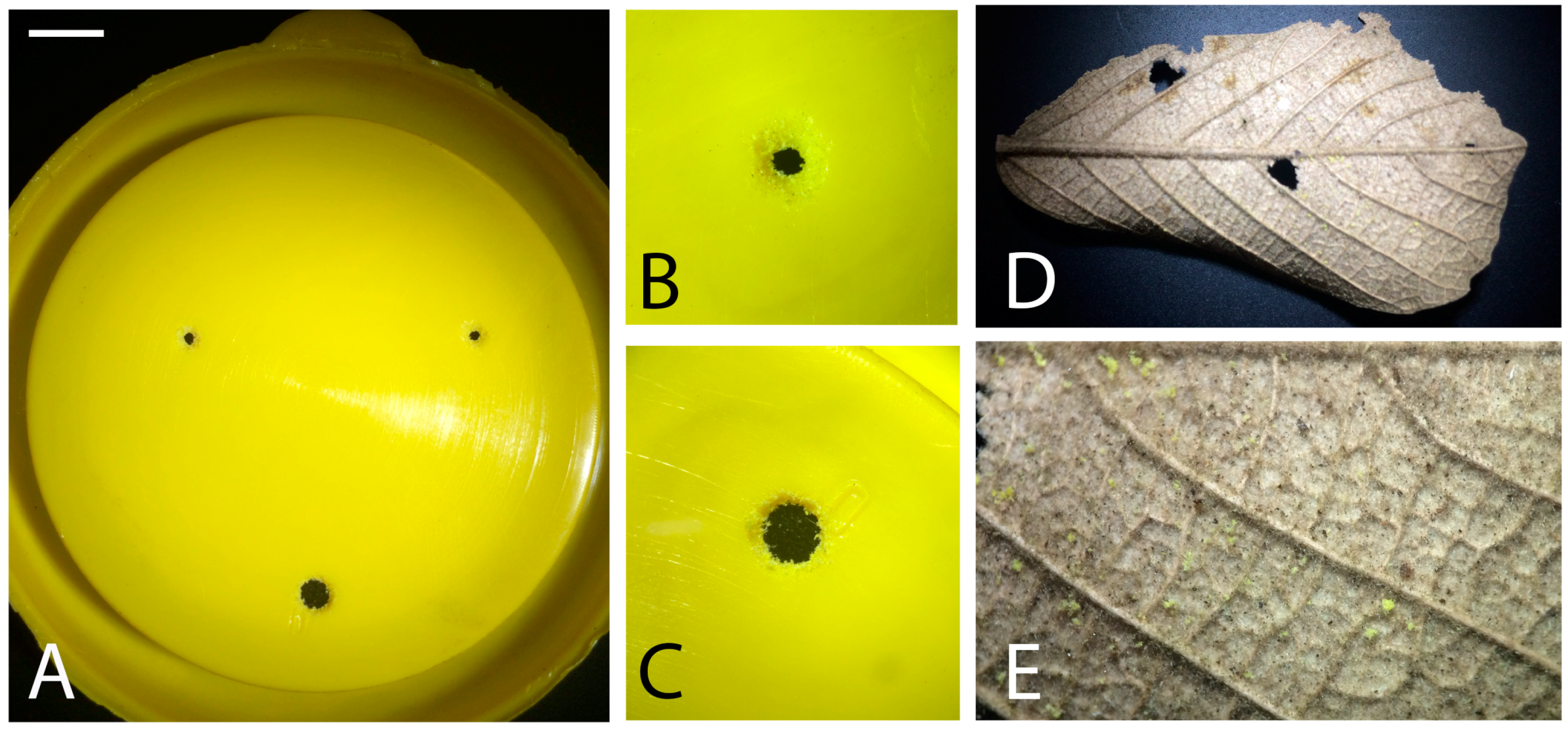 Insects 08 00114 g004