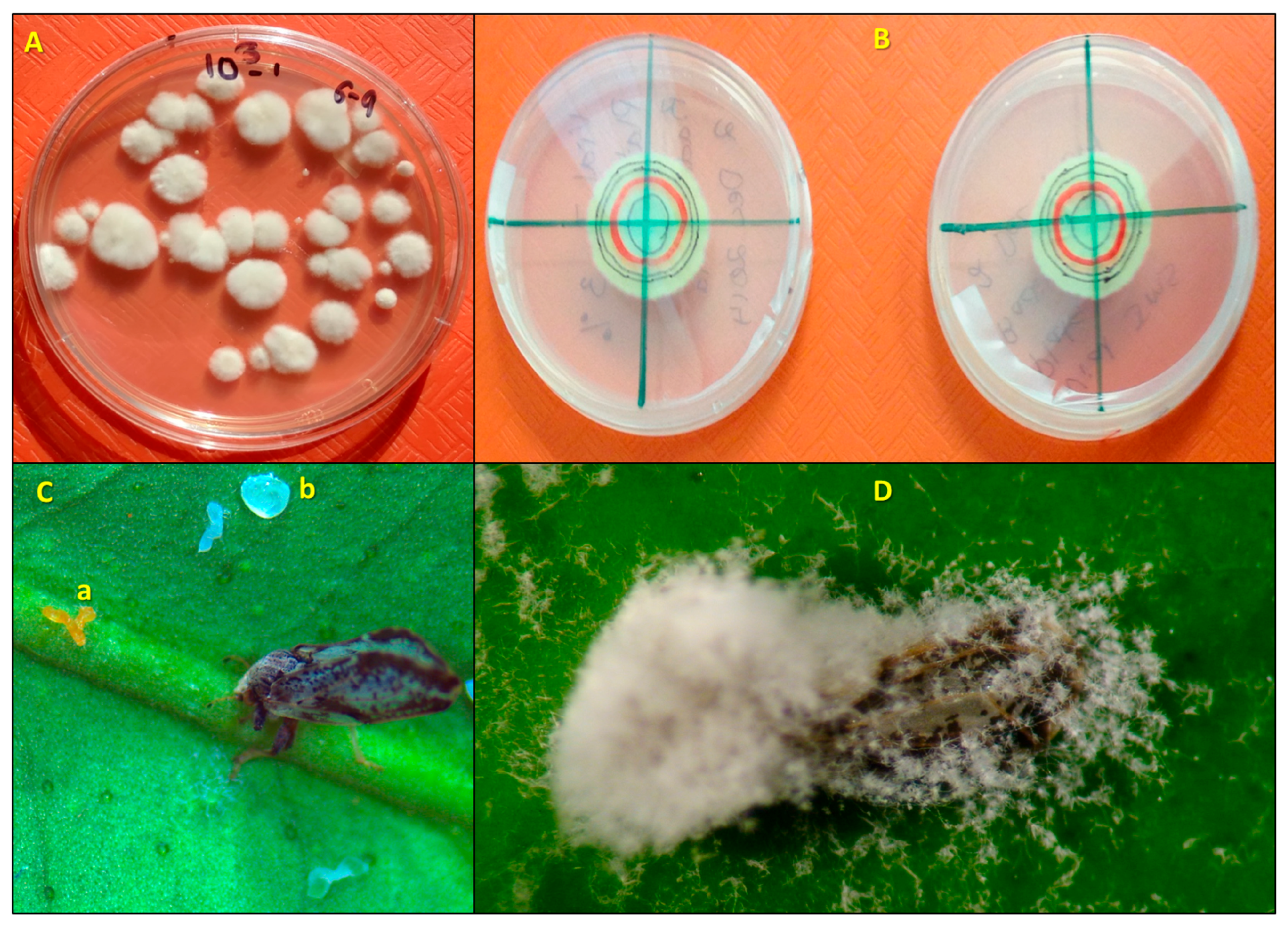 Insects 08 00119 g001