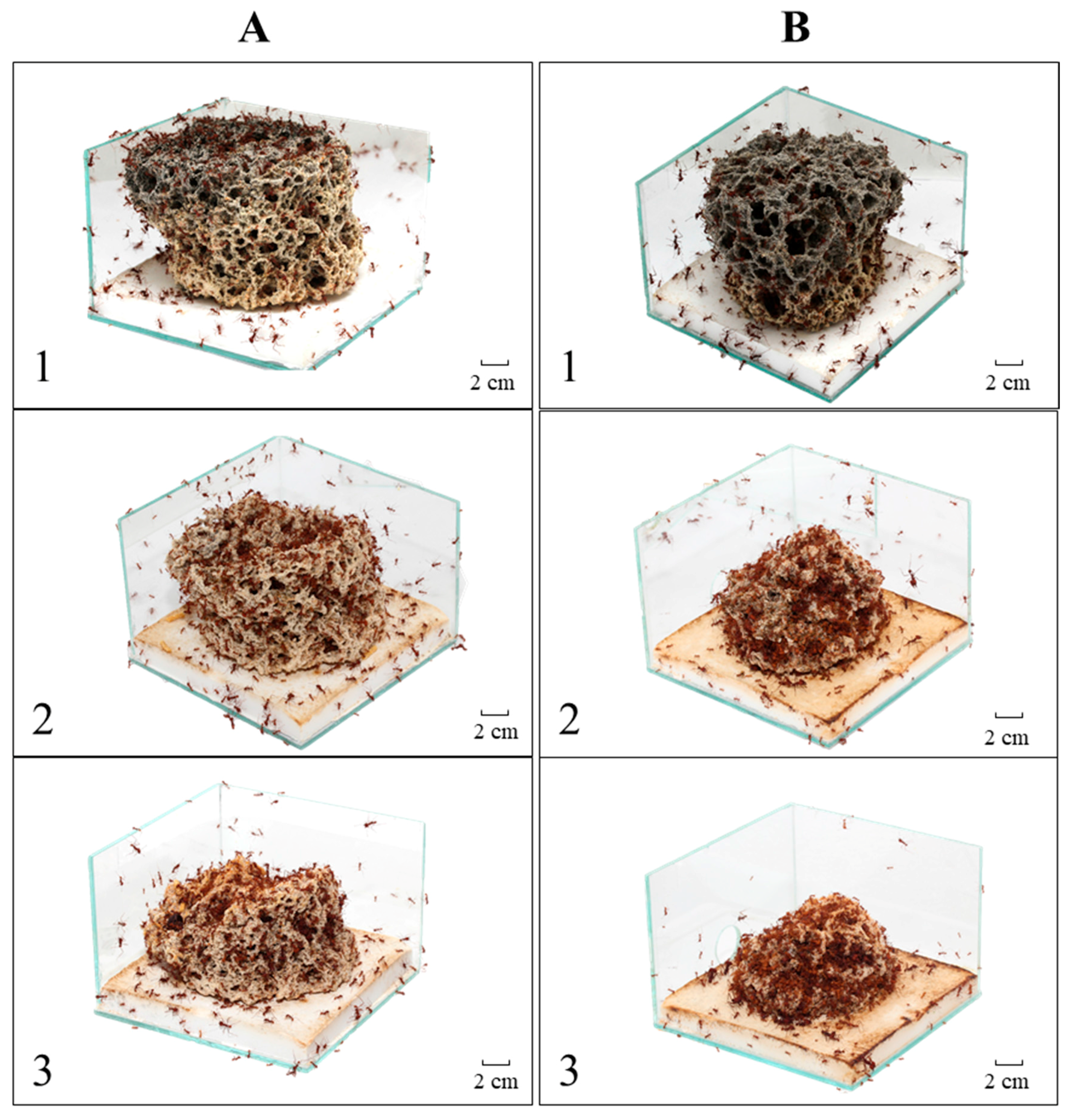 Insects 08 00126 g001