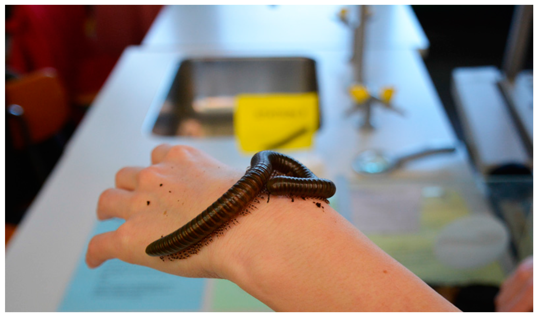 Insects 09 00003 g001