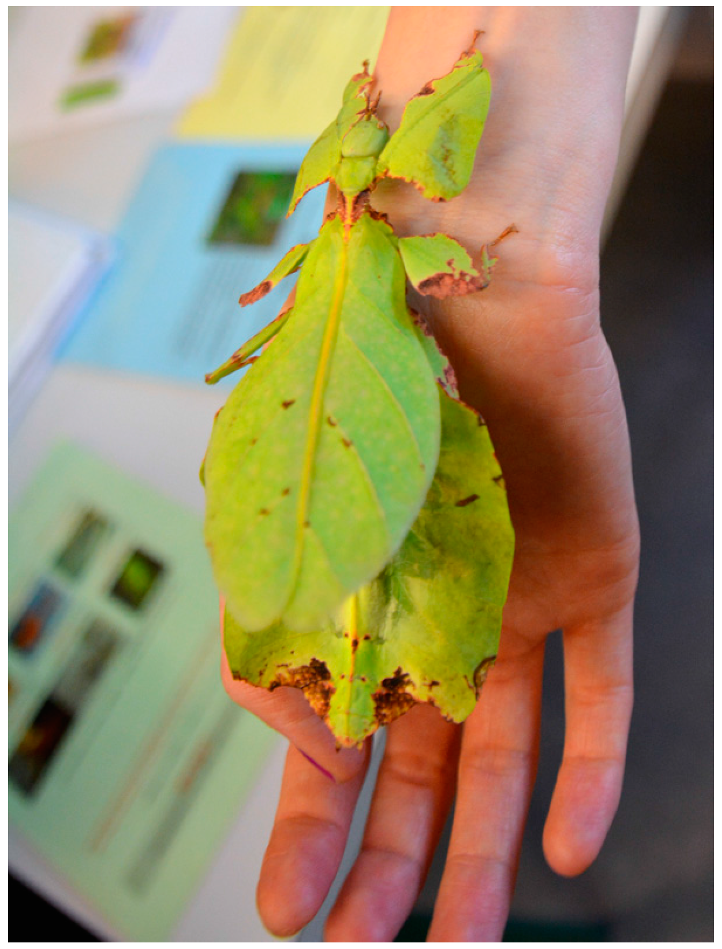 Insects 09 00003 g002