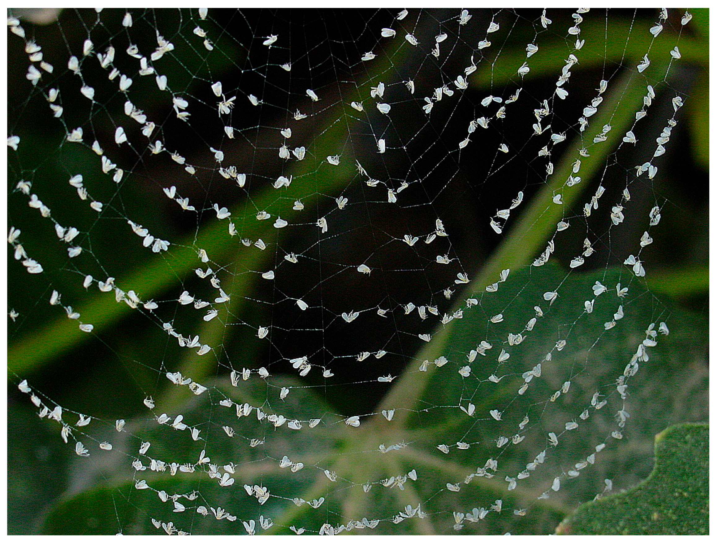 Insects 09 00033 g003