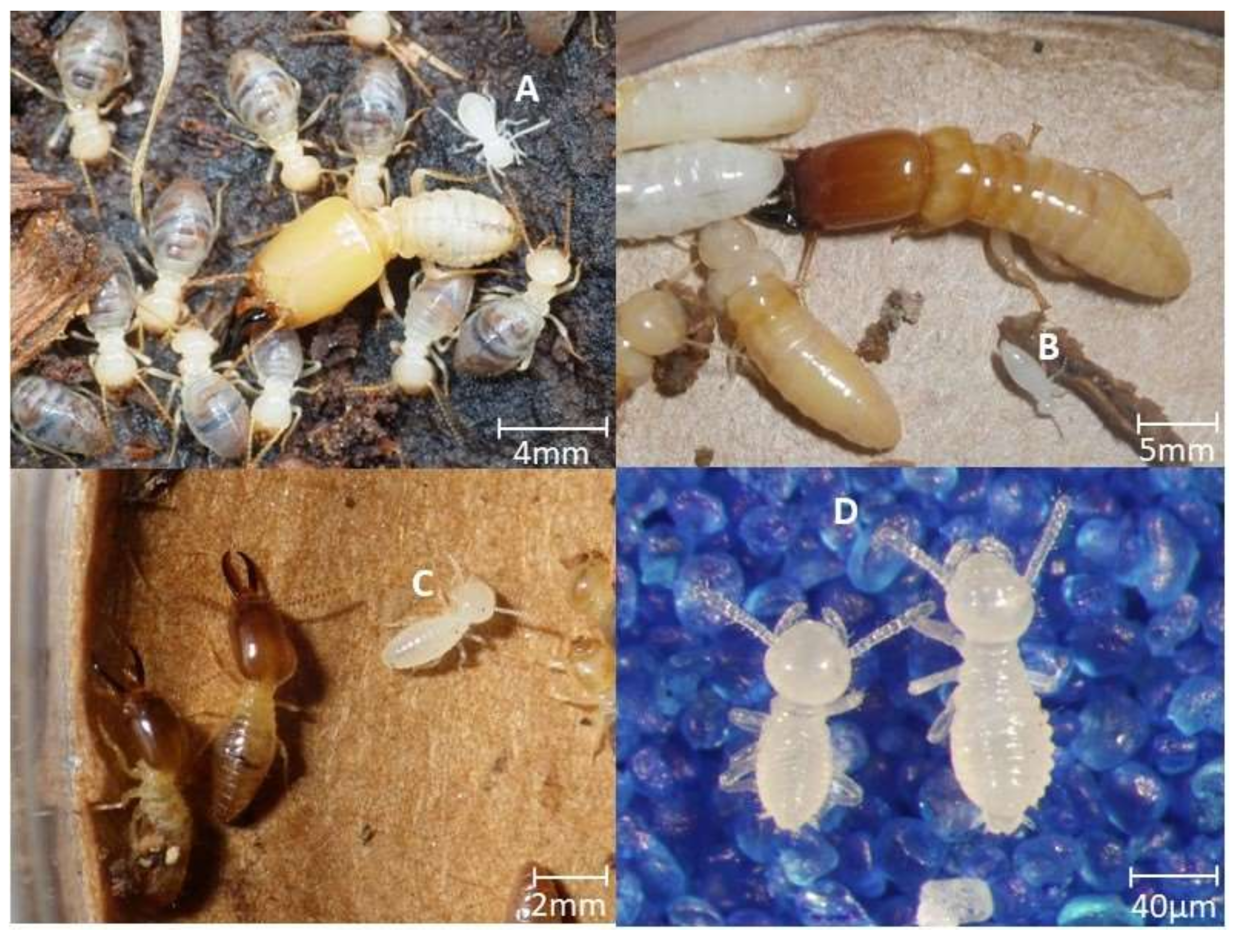 Insects 09 00037 g001